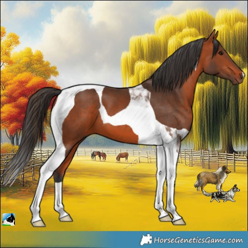Horse Color:Bay Tobiano