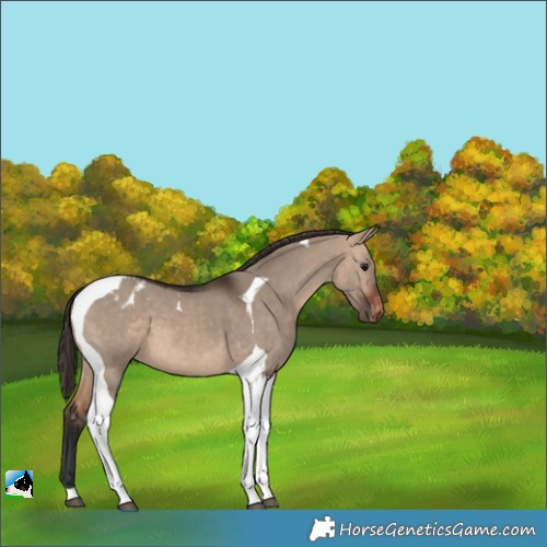 Horse Color:Bay Dun Tobiano Appaloosa