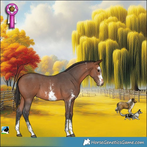 Horse Color:Bay Sabino 