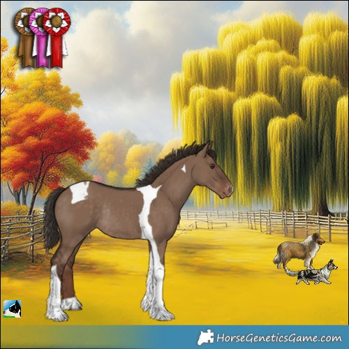 Horse Color:Liver Red Dun Tobiano Appaloosa Rabicano