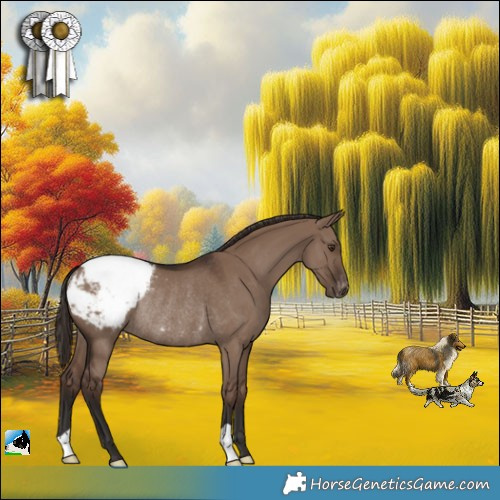 Horse Color:Liver Red Dun Appaloosa Rabicano 