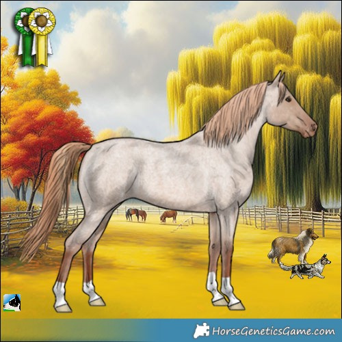 Horse Color:Red Dun Roan Appaloosa