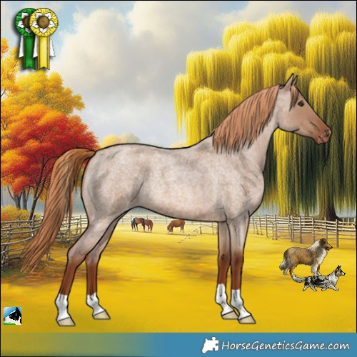 Horse Color:Red Dun Roan Appaloosa 