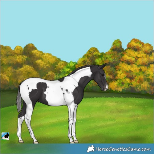 Horse Color:Smoky Black Tobiano Appaloosa 