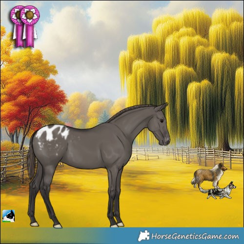 Horse Color:Smoky Grullo Appaloosa 