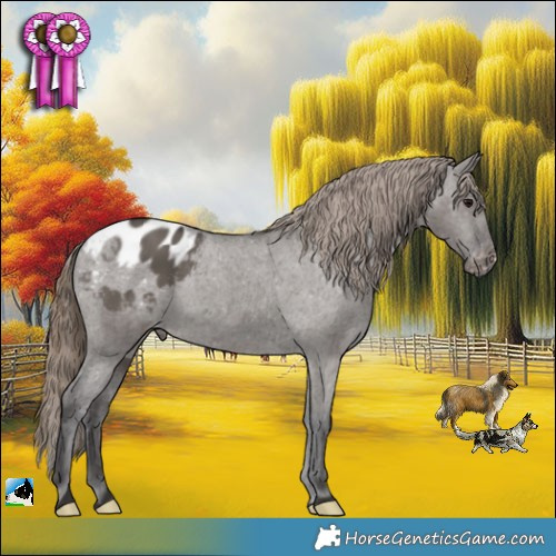 Horse Color:Smoky Grullo Appaloosa 