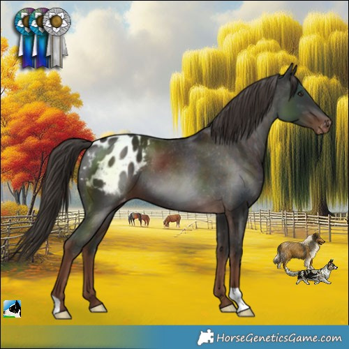 Horse Color:Liver Chestnut Varnish 