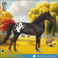 Horse Color:Liver Chestnut Appaloosa