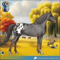 Horse Color:Liver Chestnut Appaloosa