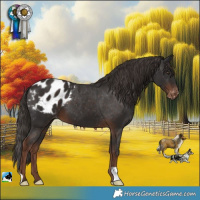Horse Color:Liver Chestnut Blanket 