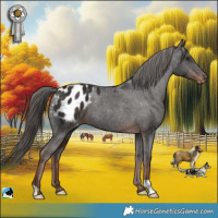 Horse Color:Liver Chestnut Appaloosa 