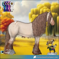 Horse Color:Red Dun Appaloosa