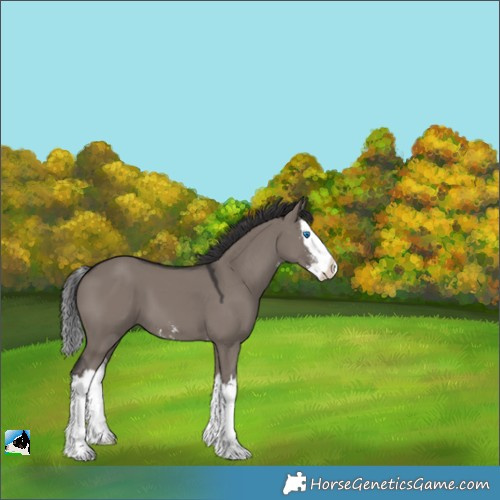 Horse Color:Smoky Grullo Sabino Splash 
