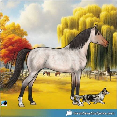 Horse Color:Bay Roan Dun 