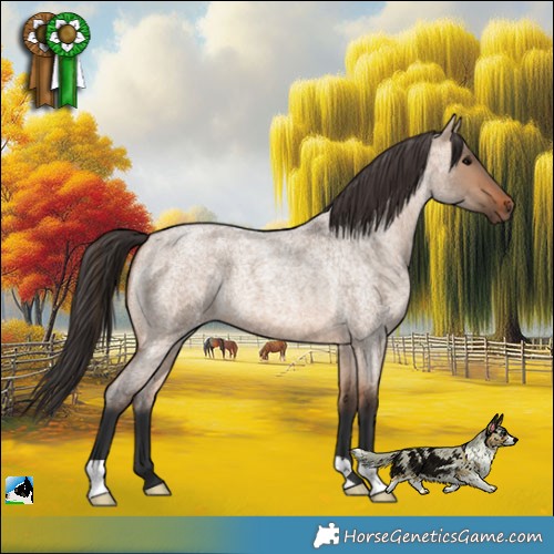 Horse Color:Bay Roan Dun 
