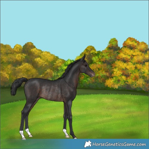 Horse Color:Brown Appaloosa Rabicano 