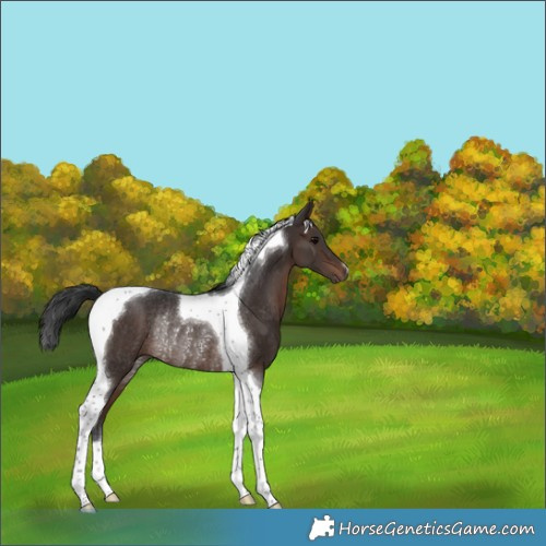 Horse Color:Brown Tobiano Rabicano 