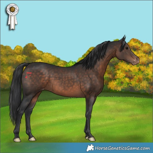 Horse Color:Brown Appaloosa Rabicano