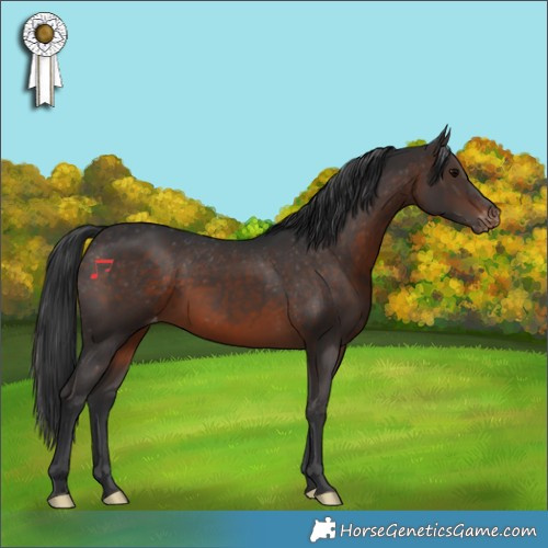Horse Color:Brown Appaloosa Rabicano 