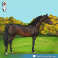 Horse Color:Brown Appaloosa Rabicano 