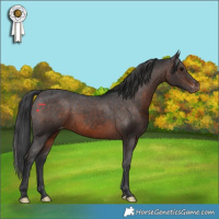 Horse Color:Brown Appaloosa Rabicano 