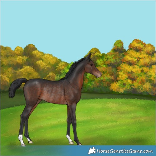 Horse Color:Brown Varnish Rabicano 