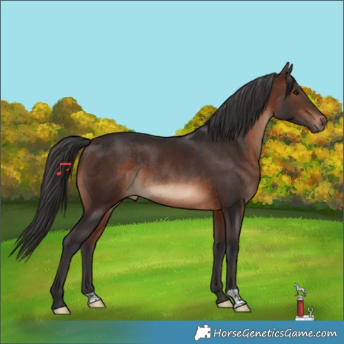 Horse Color:Brown Rabicano 