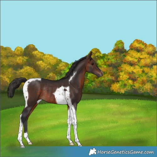 Horse Color:Brown Tobiano Rabicano