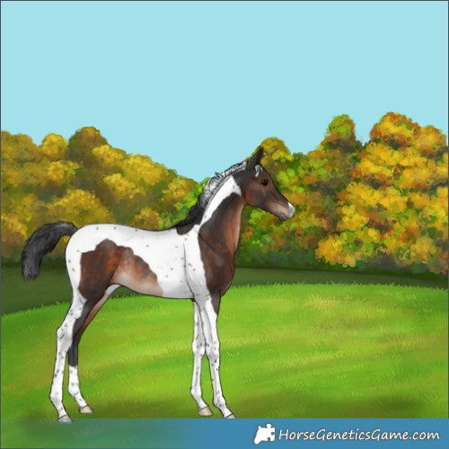 Horse Color:Brown Tobiano Rabicano 