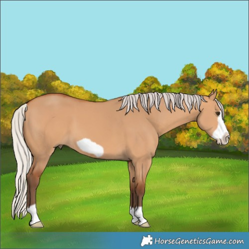 Horse Color:Silver Bay Dun Frame 