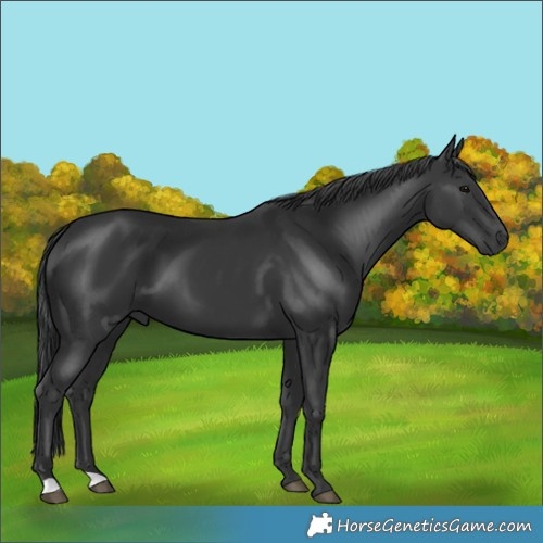 Horse Color:Black 