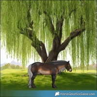 Horse Color:Gray White Spotted Silver Brown 