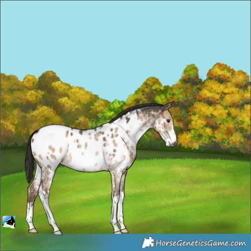 Horse Color:Gray Liver Red Dun Sabino Appaloosa Rabicano Brindle 