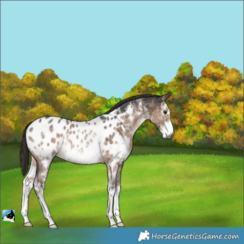 Horse Color:Gray Liver Red Dun Sabino Appaloosa Rabicano Brindle 