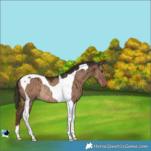 Horse Color:Liver Red Dun Tobiano Rabicano Brindle 