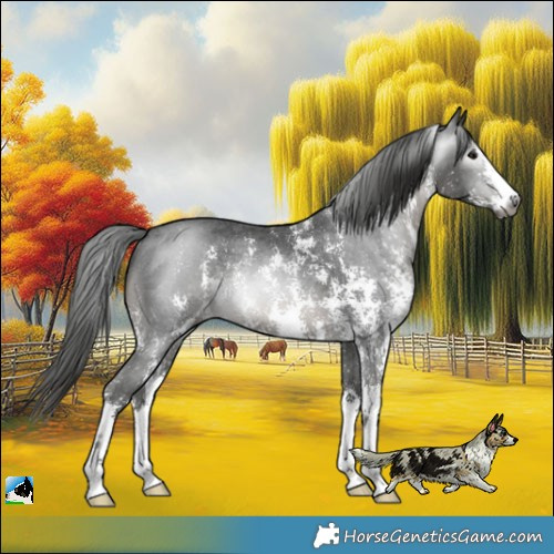Horse Color:Gray Black Sabino Rabicano 