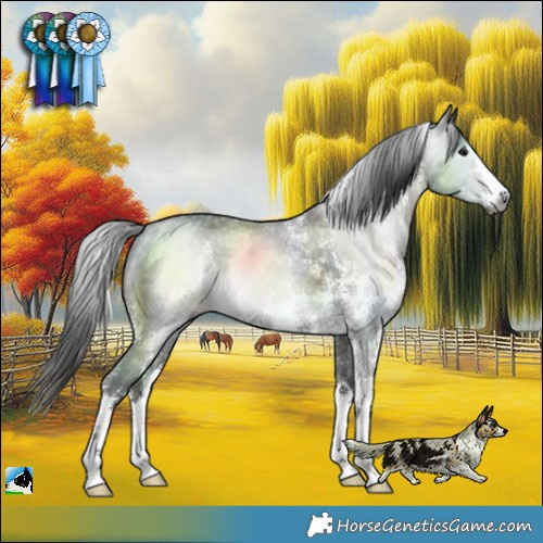 Horse Color:Gray Black Sabino Rabicano 