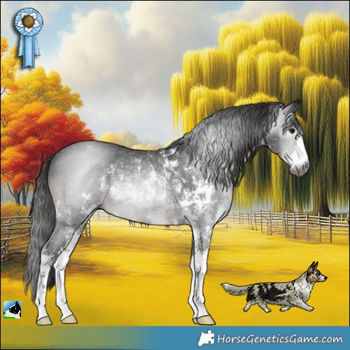 Horse Color:Gray Black Sabino Rabicano