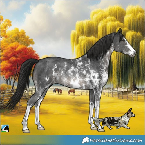 Horse Color:Gray Black Sabino Rabicano