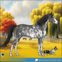 Horse Color:Gray Black Sabino Rabicano 