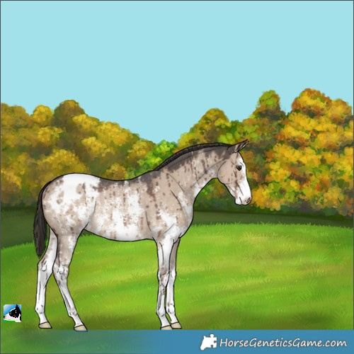 Horse Color:Liver Red Dun Sabino Varnish Rabicano Brindle 