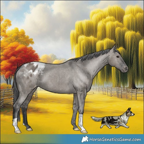Horse Color:Grullo Appaloosa Brindle 