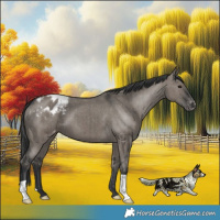 Horse Color:Grullo Varnish Brindle