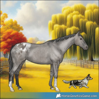 Horse Color:Grullo Appaloosa Brindle 