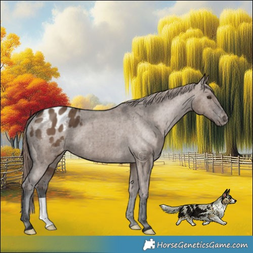 Horse Color:Liver Red Dun Appaloosa Brindle 