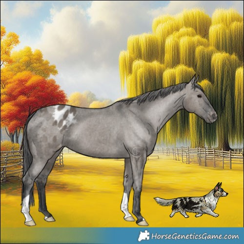 Horse Color:Grullo Appaloosa Brindle 