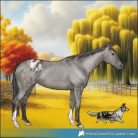 Horse Color:Grullo Appaloosa Brindle 