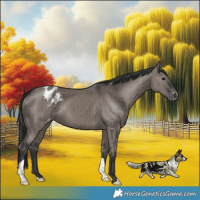 Horse Color:Grullo Appaloosa Brindle 