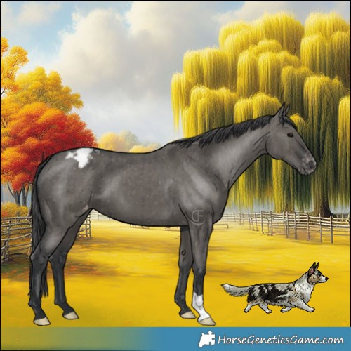 Horse Color:Grullo Varnish Brindle 