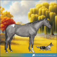 Horse Color:Grullo Appaloosa Brindle 